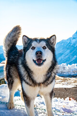 Alaskan malamute close-up of the head