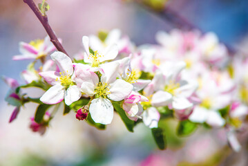 appletree blossom branch in the garden in spring
