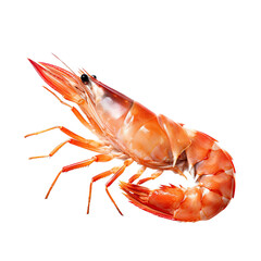Northern Shrimp (Pandalus eous) pink crustacean in a Food-themed, photorealistic illustration in a PNG format, cutout, and isolated. Generative AI