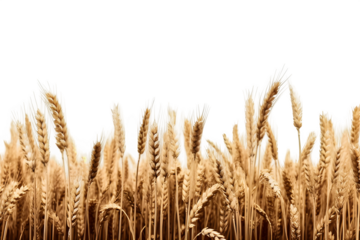 wheat field isolated on transparent background ,wheat field png clip art ,generative ai