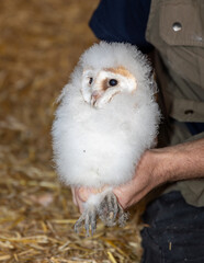 A of Barn owlet or chick. Ringed for study and conservation purposes. © Robert Parker