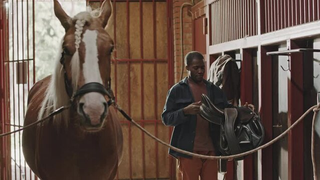 Medium full shot of beautiful horse with braided mane standing in cross-ties in stable, man hanging saddle on wall rack in background