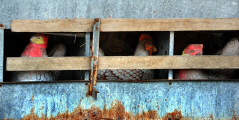 Chicken Coup With Three Hens