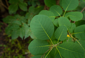 Cotinus Coggygria Leaves Texture Background, Green Garden Foliage
