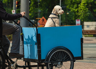Man on a blue cargo bike with his friend dog. Mature man riding a cargo bike in the city. Tricycle...