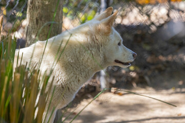 White Dingo wild dog held in captivity