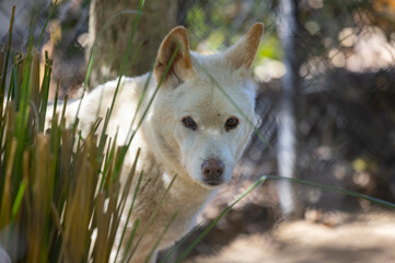 White Dingo wild dog held in captivity