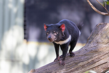 Close up view of Tasmania devil 