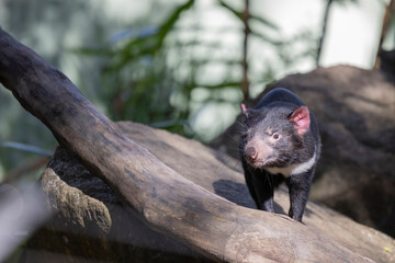 Close up view of Tasmania devil 