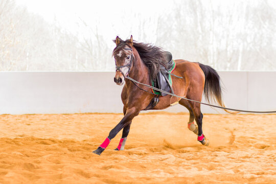 Dressage horse training on cord. Power action speed on riding hall Horsemanship equitation. no people