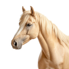 Obraz na płótnie Canvas a Cream colored horse portrait, 3/4 view in a Equestrian-themed, illustration in a PNG, cutout, and isolated. Generative ai