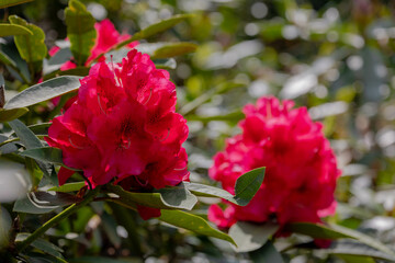 Selective focus a shrub of purple red flowers in the garden with green leaves, Rhododendron is a very large genus of species of woody plants in the heath family, Nature floral pattern background.