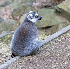 Ring tailed Lemur in captive habitat