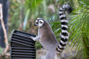Ring tailed Lemur in captive habitat