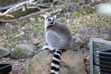 Ring tailed Lemur in captive habitat