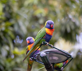 Australian Rainbow Lorikeets in native natural habitat