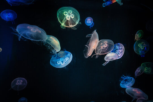 meduse