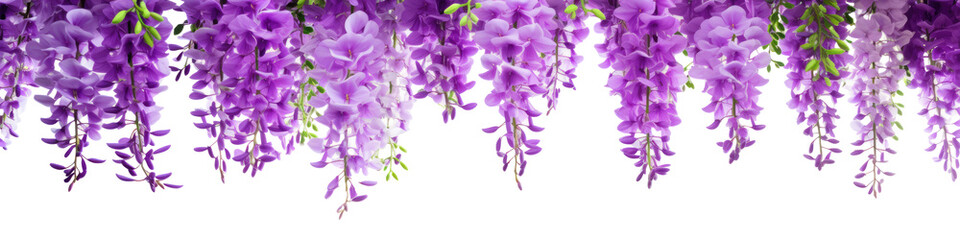 Purple wisteria flowers in garland isolated on a transparent background