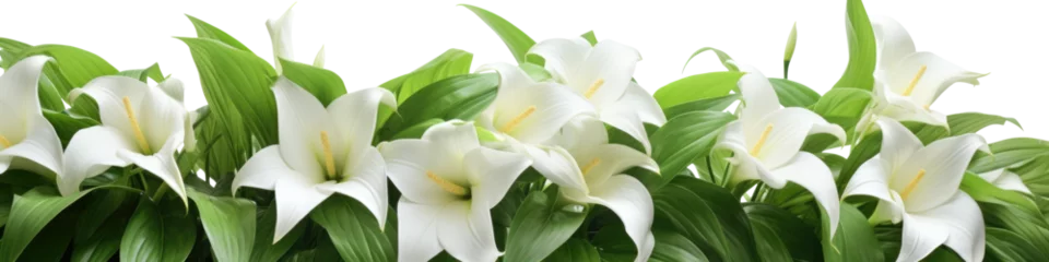 Fotobehang white lily flowers Isolated on transparent  background. border or banner . © Jean Isard