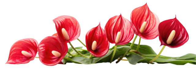 Frame of bouquet of red anthurium flowers isolated on a transparent background