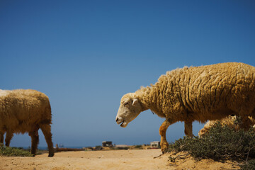 View of sheep photographed from a low angle in the desert in Mubarak Village, Karachi, Pakistan.