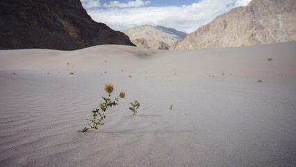 View of lonely flower in sand dune desert in the Karakoram range of the Himalayas, Shiggar, Gilgit Baltistan, Pakistan.