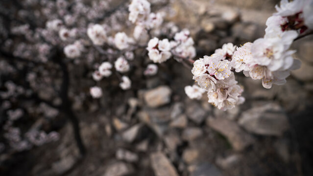 View of apricot flowers, spring time in Hunza Valley, Gilgit Baltistan, Pakistan.