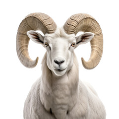 a stunning, Dall Sheep ram (Ovis dalli dalli) with full curl, portrait in a Wildlife-themed, photorealistic illustration in a PNG, cutout, and isolated. Generative AI