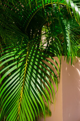 Palm leaves on pink background