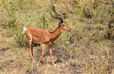 Impala in Tarangire Nationalpark, Tanzania, Africa