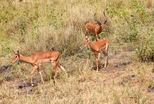 Impala in Tarangire Nationalpark, Tanzania, Africa