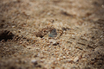 crab on sand