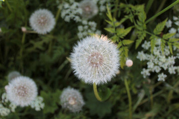 White fluffy dandelion in green grass, blooming wildflowers, beautiful delicate flowers