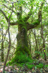 Giant moss covered tree in the forest