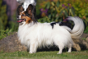 Adorable white and sable Continental Toy Spaniel (Papillon dog) posing outdoors in a garden standing on a green grass in summer
