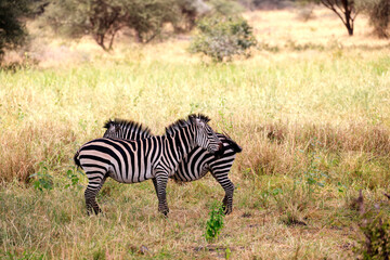 Fototapeta na wymiar Burchell´s Zebra in Tarangire National Park, Tanzania, Africa