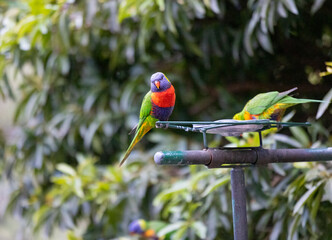 Australian Rainbow Lorikeets in native natural habitat