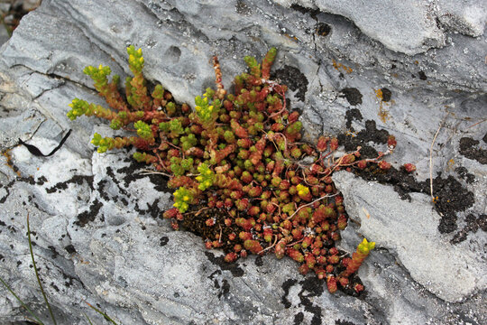 Green and red moss on a rock near the sea, saxifrage with yellow buds on the shore of the fjord