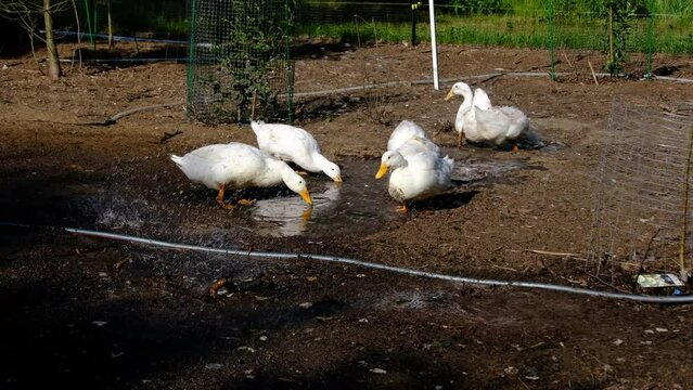 Slow motion of few white ducks playing in puddle of muddy water in outdoor enclosure after garden hose sprinkler broke.