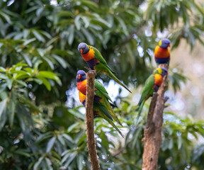 Australian Rainbow Lorikeets in native natural habitat