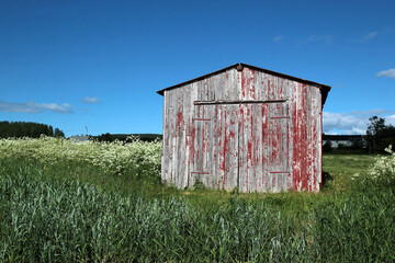Red old norwegian boat house, barn on the shore of the fjord on a green meadow with blue sky
