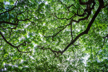 Bottom view of tree trunk to green leaves of big tree in tropical forest.