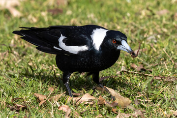 Australian Magpie catching a worm