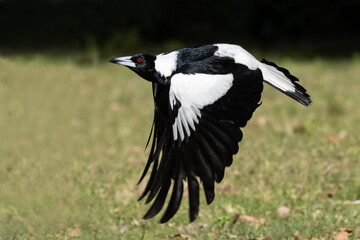 Australian Magpie in flight