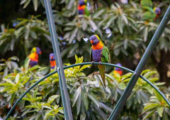 Australian Rainbow Lorikeets in native natural habitat