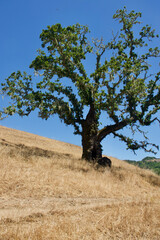 oak tree silhouette against clear blue sky and dry grass field