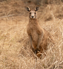Fototapeta na wymiar Eastern grey kangaroo; macropus giganteus;