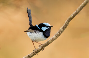 Superb Fairy-wren (Malurus cyaneus) male wren perching on a branch in beautiful light with a clear isolated background and copy space for text.