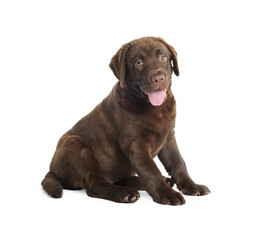 Cute chocolate Labrador Retriever puppy on white background