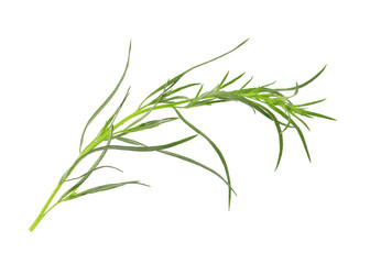 One sprig of fresh tarragon on white background